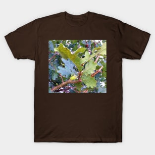 Acorn T-Shirt